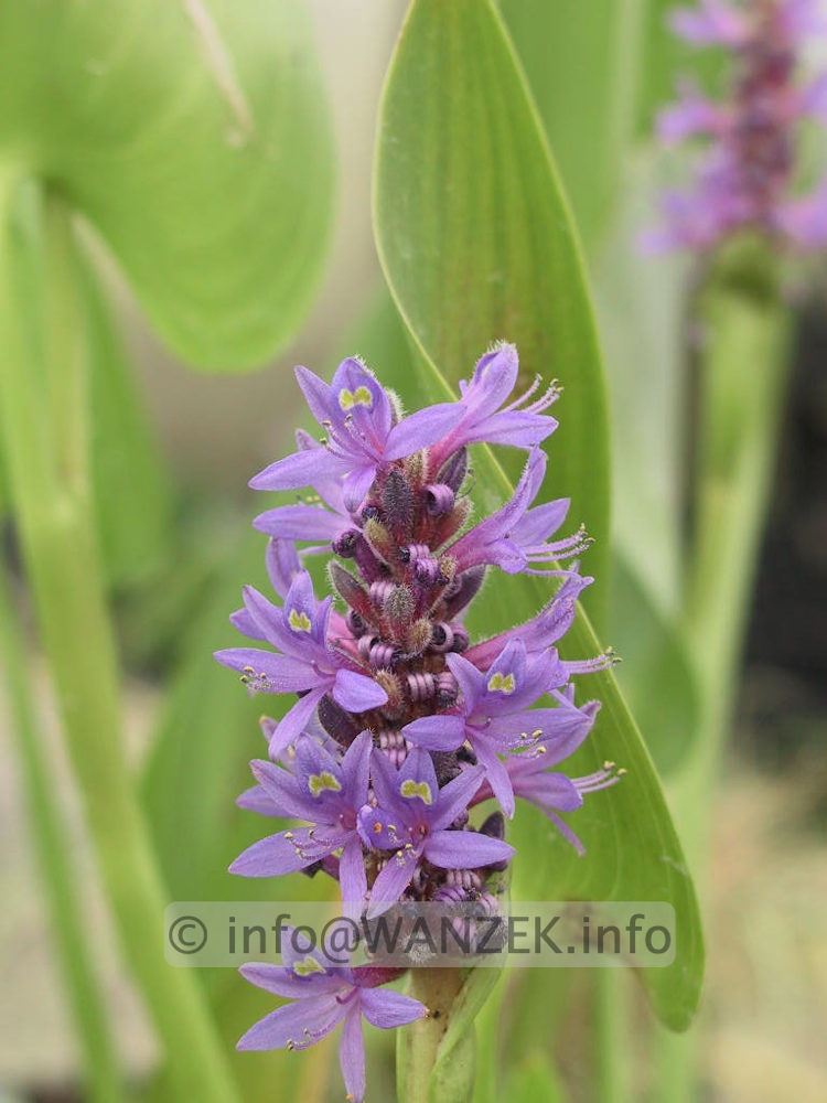 Pontederia cordata - Bluetenmacro.jpg